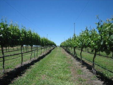 deetswood vineyard in spring